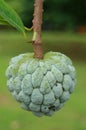 Sugar Apple Royalty Free Stock Photo