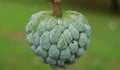 Sugar Apple Royalty Free Stock Photo