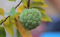Sugar apple Royalty Free Stock Photo