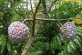 sugar apple on tree in firm Royalty Free Stock Photo