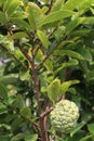 sugar apple on tree in firm Royalty Free Stock Photo