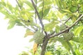 sugar apple on tree in firm Royalty Free Stock Photo