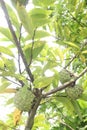 sugar apple on tree in firm Royalty Free Stock Photo