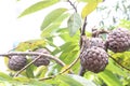 sugar apple on tree in firm Royalty Free Stock Photo