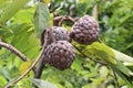 sugar apple on tree in firm Royalty Free Stock Photo