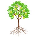 Sugar apple tree with fruits and roots on a white background.