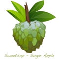 Sugar Apple vector