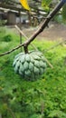 Sugar Apples or Custard Apples on tree on blur background Royalty Free Stock Photo