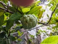 A sugar apples or sweetsops fruit still hanging from the tree. The tree called annona squamosa Royalty Free Stock Photo