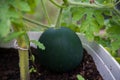 Sugar Baby Watermelon growing in home greenhouse