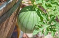 Sugar Baby Watermelon growing from a planter. Arizona USA