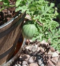 Sugar Baby Watermelon growing from a planter. Arizona USA