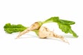 Sugar beet Royalty Free Stock Photo