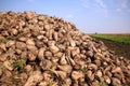 Sugar beet Royalty Free Stock Photo