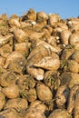 Sugar Beet Against Blue Sky. Pile of Organic Sugar Beet at the Field. Royalty Free Stock Photo