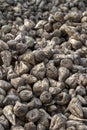 Sugar beet Royalty Free Stock Photo