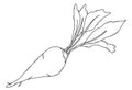 Sugar beet Beetroot with leaves. Harvest. Vector illustration. Linear hand drawing, outline.