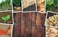 Sugar beet farming in agriculture photo collage