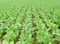 Sugar beet field