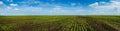 Sugar beet field crops lines , agricultural panorama
