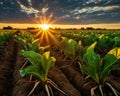 The sugar beet field is glowing in the golden hour.