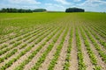 Sugar beet field Royalty Free Stock Photo