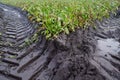 Sugar beet field, with muddy tire tracks