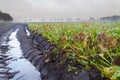 Sugar beet field, with muddy tire tracks