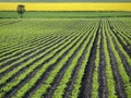 Sugar Beet Field