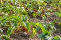 Sugar beet in a field. Rural scene. Crop and farming