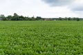 Sugar Beet Field, Turnips, Rutabagas, Young Beets Leaves, Sugar Beet Agriculture Landscape Royalty Free Stock Photo
