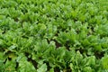 Sugar Beet Field, Turnips, Rutabagas, Young Beets Leaves, Sugar Beet Agriculture Landscape Royalty Free Stock Photo