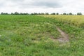 Sugar Beet Field, Turnips, Rutabagas, Young Beets Leaves, Sugar Beet Agriculture Landscape Royalty Free Stock Photo