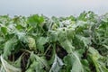 Sugar beet field in winter Royalty Free Stock Photo