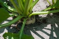 sugar beet root closeup aged three months from planting