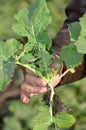 Sugar beet in the hands of an agronomist