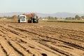 Freshly harvested sugar beets loaded in a truck. Royalty Free Stock Photo