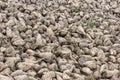 Sugar beet harvest