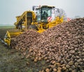 Sugar beet harvest with a Sugarbeet harvester an agricultural machine