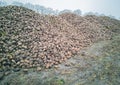 Sugar beet harvest with a Sugarbeet harvester an agricultural machine