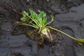 Sugar beet in muddy tire track