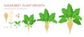 Sugar beet plant growth stages infographic elements. Growing process of sugar beet from seeds, sprout to mature plant