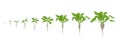 Sugar beet plant. Growth stages. Vector illustration. Beta vulgaris subsp. Ripening period. The life cycle. Root grown