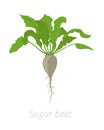 Sugar beet plant. Vector illustration. Beta vulgaris subsp. Root grown commercially for sugar production. On white background