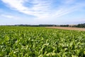 Sugar beet plants shortly before harvest in autumn fields. Royalty Free Stock Photo