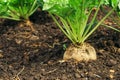 Sugar beet root in ground Royalty Free Stock Photo
