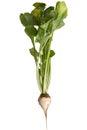 Sugar beet on white Royalty Free Stock Photo