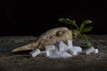 Sugar beet and white sugar Royalty Free Stock Photo