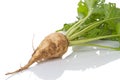 Sugar beet on a white surface Royalty Free Stock Photo