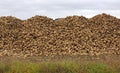 Sugar beets in the field Royalty Free Stock Photo